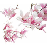 Árbol De Magnolia Japonesa Rosa + Regalo