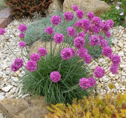 Plantas De Armeria Marítima 