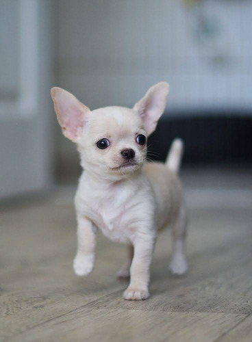 Chihuahua Criados Com Amor Para Encontrar Um Novo Lar