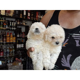 Poodle Toy Hermosas 