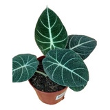 Kit 2 Alocasia Blek Luxo Fertilizado Fotos Reais Lindíssima 