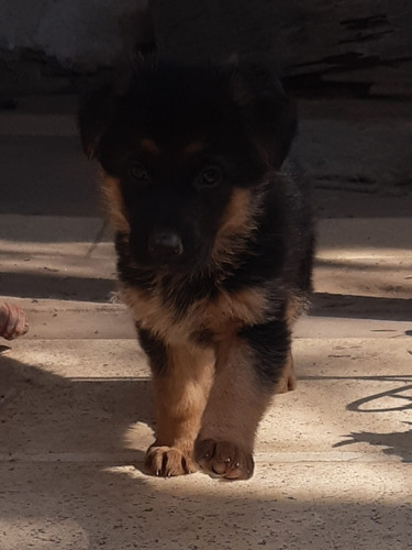 Cachorros Ovejeros Alemanes Puros!!