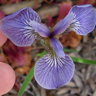 Semillas De Iris Setosa - Iris Enana O Artic Codigo 575 | Envío gratis