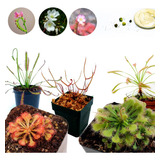 Semillas Carnívoras Drosera Especies Mix 100 Uds + Sustrato 