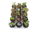 Kit Mini Suculentas E Cactos Plantas Variadas  30 Mudas