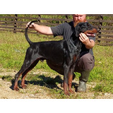 Filhote De Dobermann Com Pedigree Cbkc, Fêmea Preta