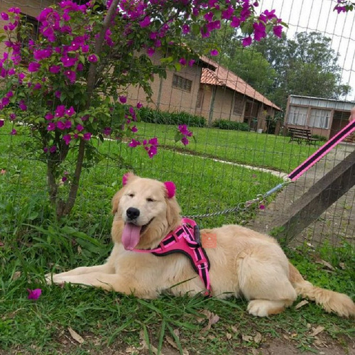 Peitoral Guia Cão Coleira Anti Puxão Golden Pitbull Vermelho