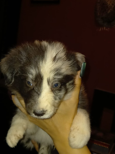 Cachorros Border Collie45 Días,mirlos Y Negros