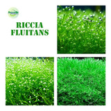 Riccia Fluitans Planta Natural Aquário Plantado Pedra Tronco
