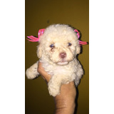 Cachorras French Poodle Toy 