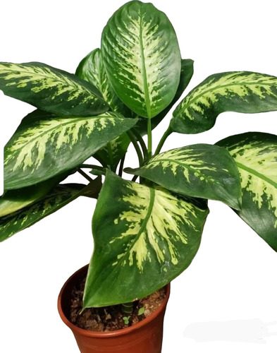 Planta De Interior Dieffenbachia C/maceta- Naturaleza Activa