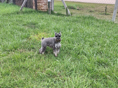 Cachorros Schnauzer Miniatura 