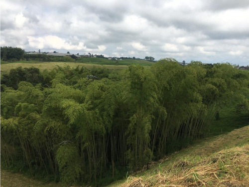 Venta Amplio Lote De 10036mts Via Altagracia Pereira