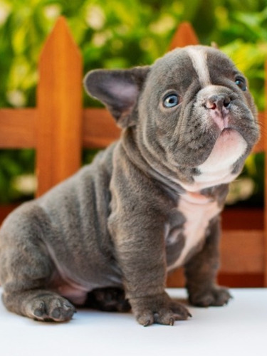 Bulldog Francés Blue Amor Puppiesar 