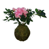 Kokedama De Azalea