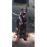 Dobermans, Filhotes Porte Europeus 