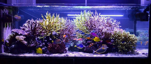 Kit Luminária Barras 80cm Tubo Led  Aquário Peixes