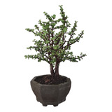 Bonsai Jade 5 Años