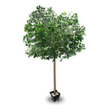 Planta Artificial Ficus Extra Grande Real Toque