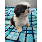 Hermosos Cachorros Shih Tzu Perros Shitzu En Venta Envigado