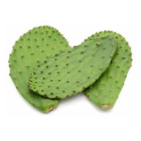 1 Kilo De Hojas De Nopal Cactus 100% Orgánico Natural