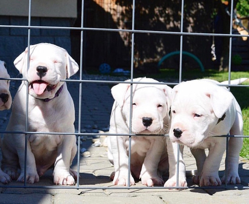 Cachorros Dogo Argentino Premium 59