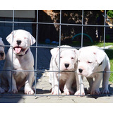 Cachorros Dogo Argentino Premium 59