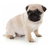 Perros Pug Con Registro Cachorros Doguillo Puppy Pet Can