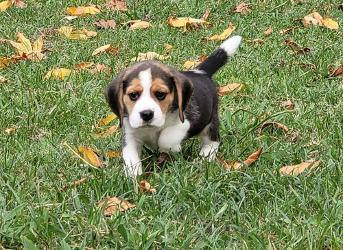 Beagle Cachorro Macho Espectacular Papeles De Federacion!