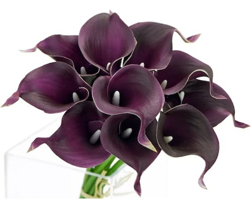 Bulbos De Alcatraz Calla Lily Color Púrpura
