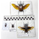 Entomología Lotes Insectos Mariposas Polillas O Escarabajos 