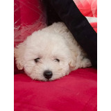 Poodle Toy Hermosos Leer 