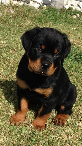 Cachorros Rottweiler Padres Importados 