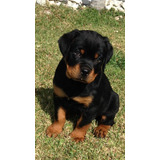 Cachorros Rottweiler Padres Importados 