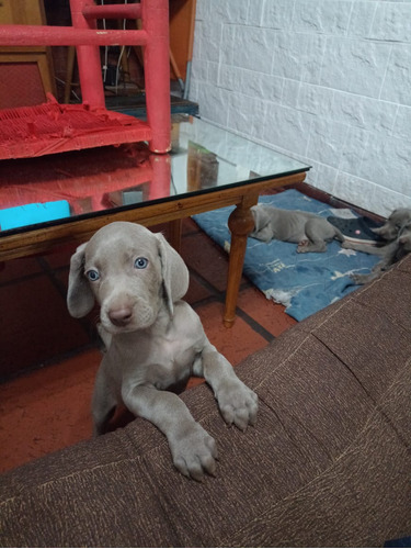 Chachoros Weimaraner  De 60 Días Con Vacunas Al Día 