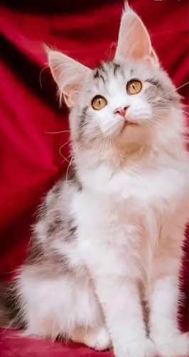 Maine Coon Inteiro