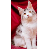 Maine Coon Inteiro