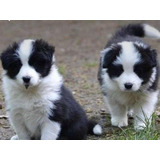 Cachorros Border Collie Vacunados Y Muestro A Padres