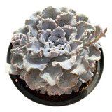 Echeveria Crispate Beauty-grande-coleção