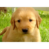 Filhote De Golden Retriever Macho