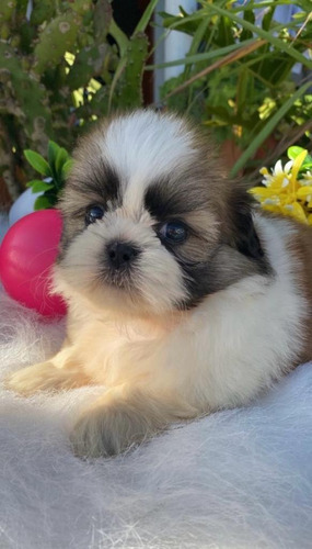 Cachorros Shih Tzu Perros En Venta Shitzu Disponibles Pets