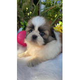 Cachorros Shih Tzu Perros En Venta Shitzu Disponibles Pets