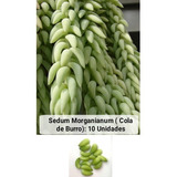 10 Semillas De Suculenta Sedum Morganianum (cola De Burro) 