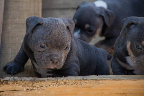 Cachorros American Bully