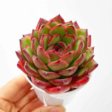 Muda Suculenta Echeveria Puli-lindsayana - Colorida Vermelha