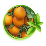 2 Lindas Mudas Da Laranja Natal Enxertada, Produz, Gardenmg