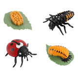 Figura De 4 Piezas De Insectos Life Cycle Plastic Brood To P