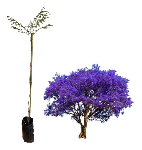 Excelente Muda De Jacarandá Caroba - Atraí Beija-flores