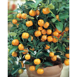 Calamondin Citrofortunella Mitis 1.2m Frutales Exoticos 