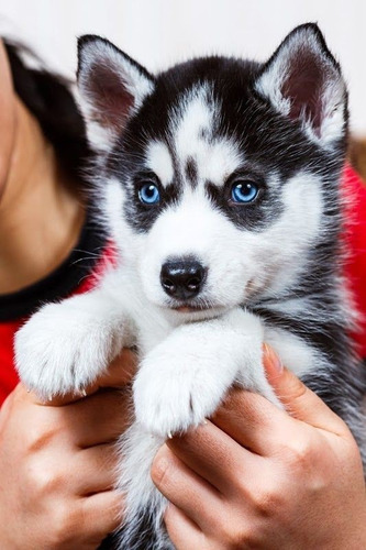 Husky Siberiano 100% Calidad